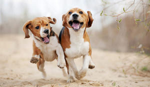 two emotional support dogs